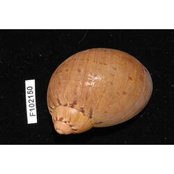 Snail shell and specimen label.