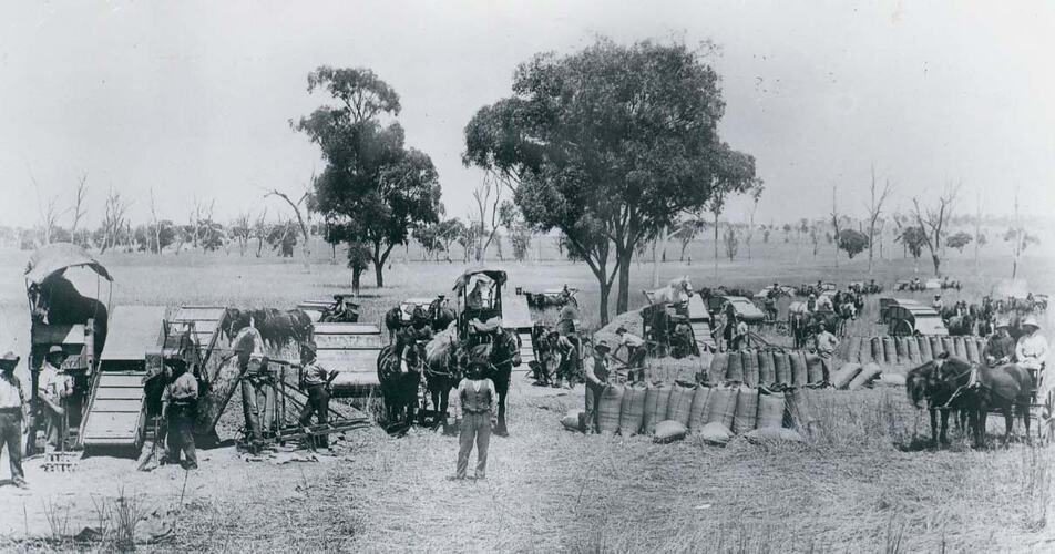 A large team of farmers with many horse drawn harvesters in a field.