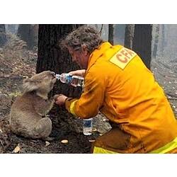 Koala drinking water from bottle held by man wearing yellow jacket.