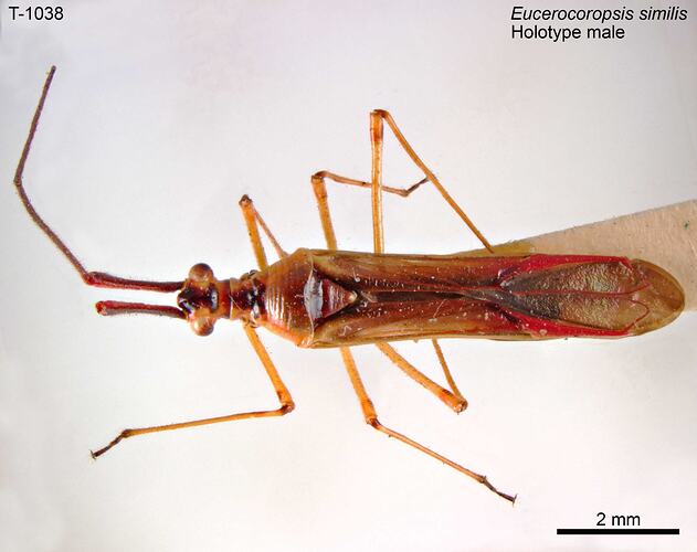 Bug specimen, male, dorsal view.