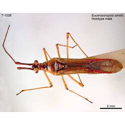 Bug specimen, male, dorsal view.