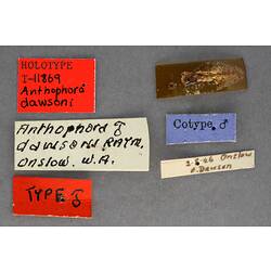 Partial insect preparation on card with specimen labels.
