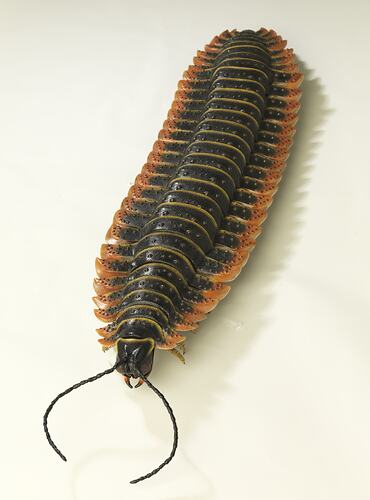 Model of extinct millipede.