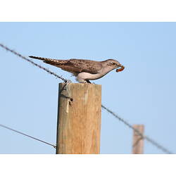 A Pallid Cuckoo standing on a fence post with a caterpillar in its mouth.