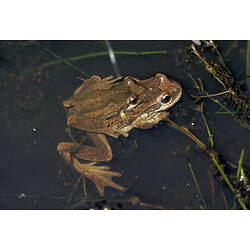Two Brown Tree Frogs mating in shallow water.