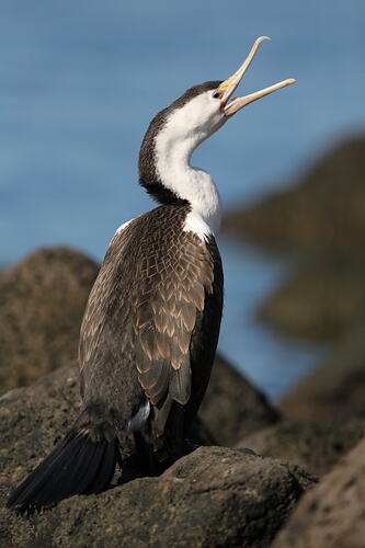 A Pied Cormorant, beak open, standing on a rock by the sea.