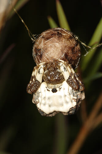 A Bird-dropping Spider with egg sac (head above abdomen).