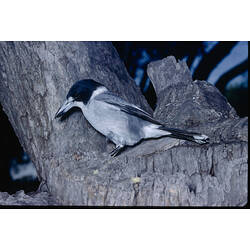 A Grey Butcherbird perched on a branch.