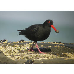 A Sooty Oystercatcher walking on the rocky shore, with a small shell in its mouth.