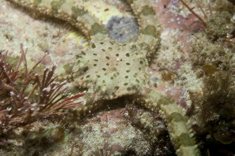 A yellow and green Brittle Star on a rocky reef.