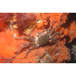 Red Rock Crab on an orange sponge