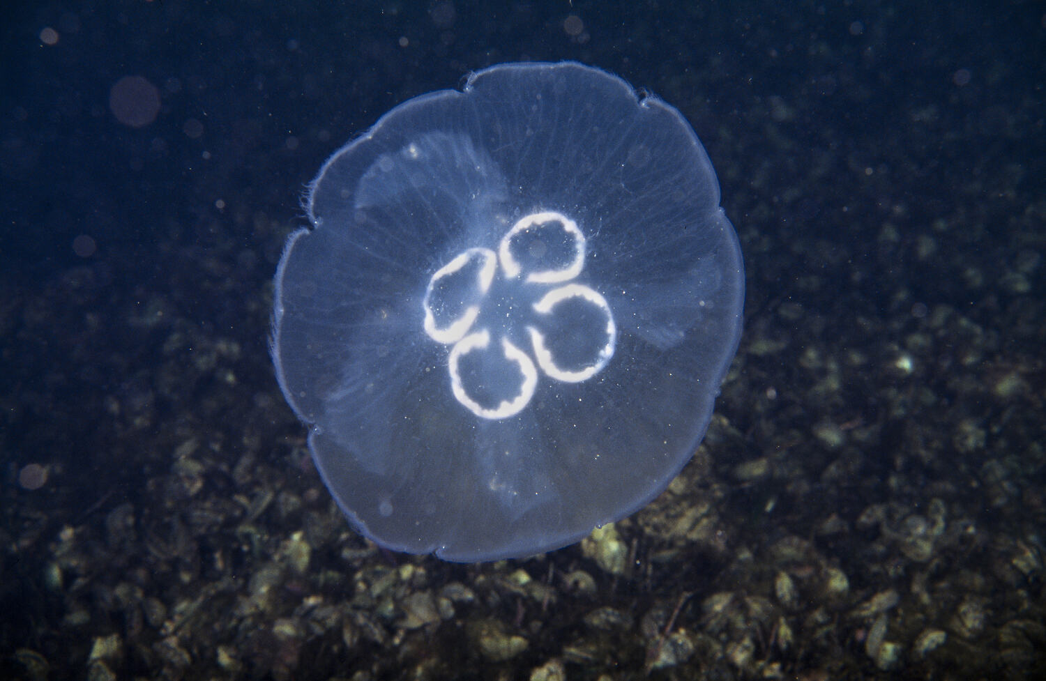 Aurelia, Moon Jellyfish