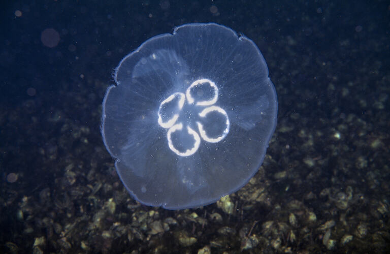Moon Jellyfish above the seafloor