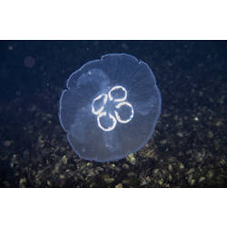 <em>Aurelia</em>, Moon Jellyfish