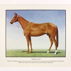 Print - `Phar Lap, Winner of the Melbourne Cup, 1930', Museum Victoria, 1986