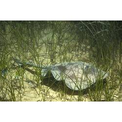A fish, the Spotted Stingaree, in a sandy seagrass meadow.