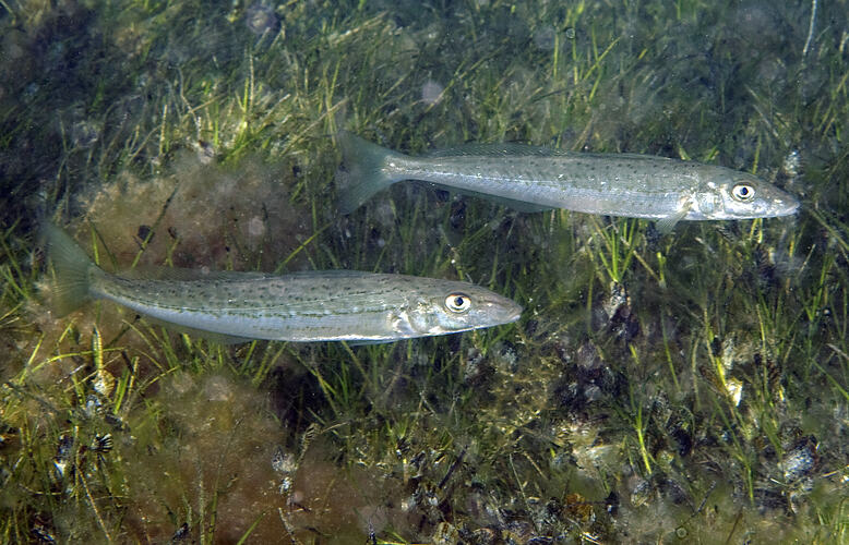 A fish, the King George Whiting, above a seagrass meadow.
