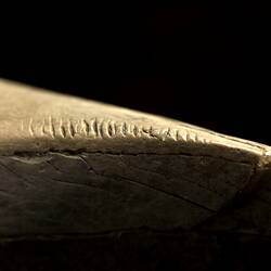 Extinct mammal incisor with scratches.