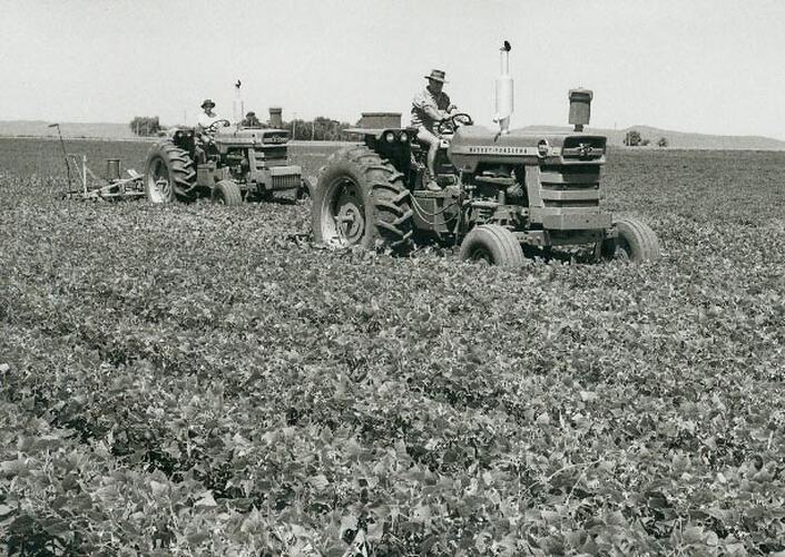 Two tractors driving in peanut crop.