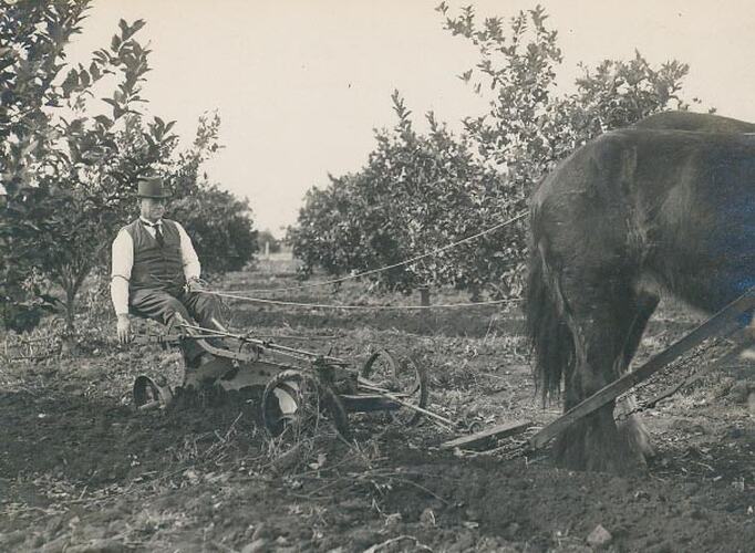 Man sitting on the driving seat of a plough being drawn by two horses in an orchard.