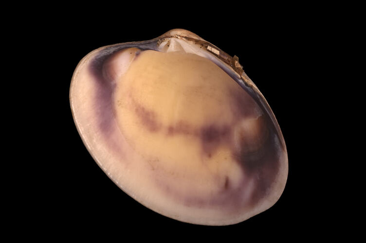 The inside view of a whitish shell with a purple hue onblackbackground