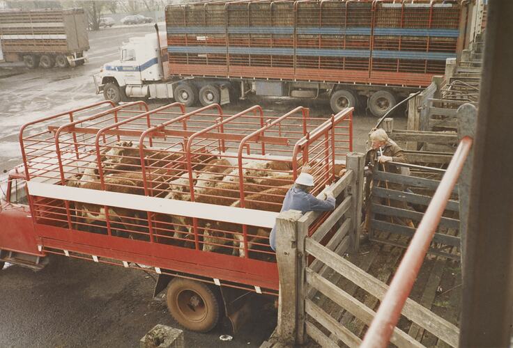 Stock Transport Trucks, Newmarket Saleyards, Sept 1985