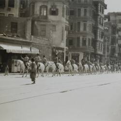 Photograph - 'King Farouk's Horses', Alexandria, Egypt, Sister Isabel Plante, World War II, 1939-1943