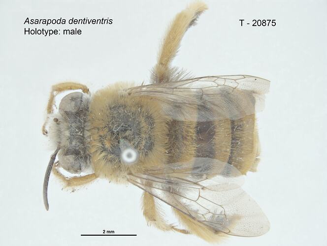 Bee specimen, dorsal view.