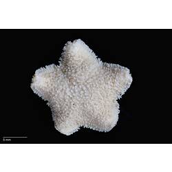 Dorsal view of small white sea star with rough surface.