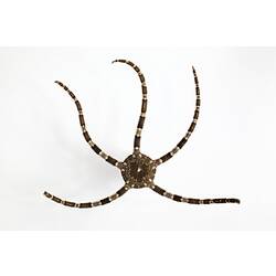 Dorsal view of brittle star with cream and brown banded arms.