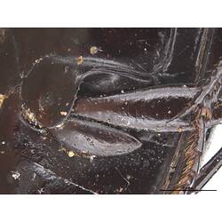 Detail of hind leg of beetle specimen.