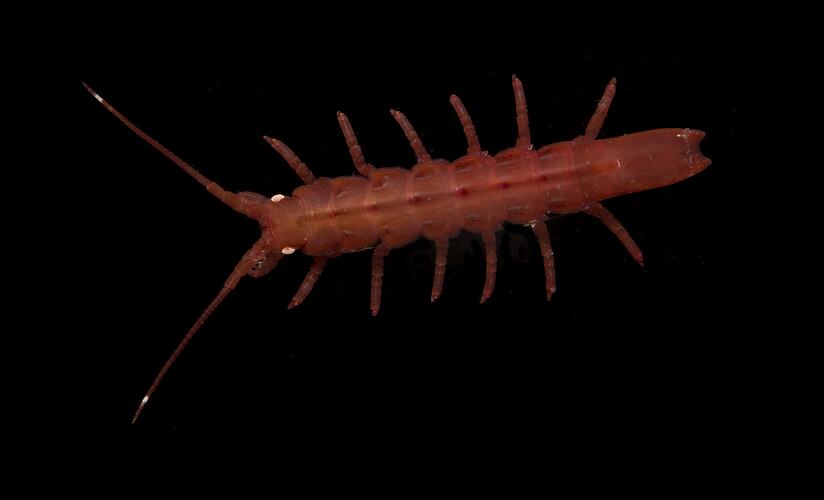 Reddish-brown sea centipede with white eyes.