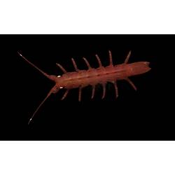 <em>Paridotea munda</em> Hale, 1924