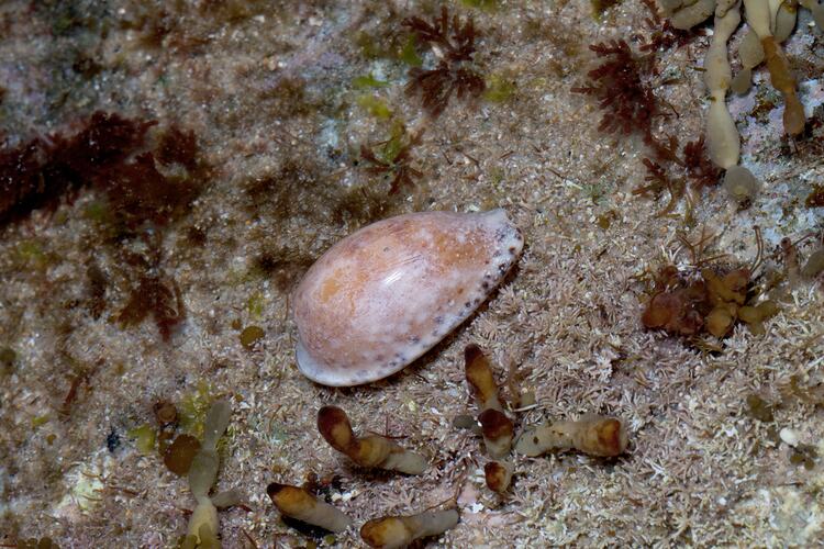 Class Gastropoda, marine snail. Bunurong Marine National Park, Victoria.