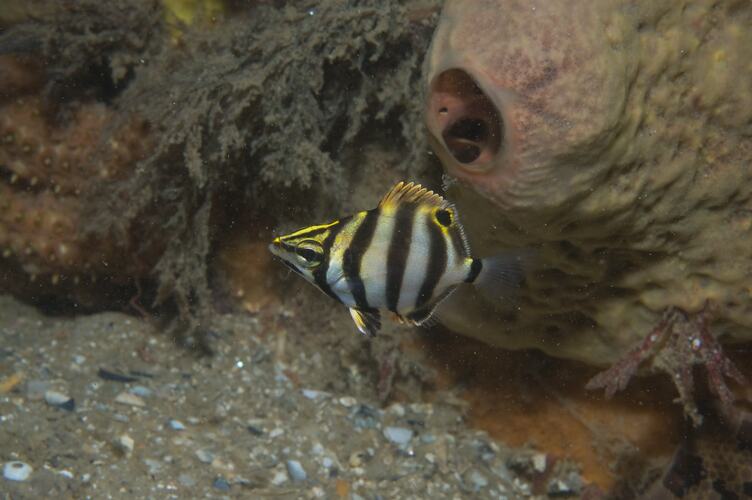 <em>Tilodon sexfasciatus</em>, Moonlighter. St Leonard's Jetty, Port Phillip, Victoria.