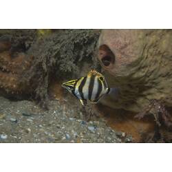 <em>Tilodon sexfasciatus</em>, Moonlighter. St Leonard's Jetty, Port Phillip, Victoria.