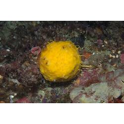 Spherical yellow sponge on seabed.