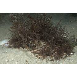 Order Decapoda, decapod. St Leonards Jetty, Port Phillip, Victoria.