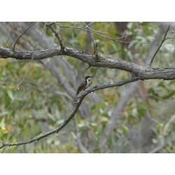 <em>Acanthorhynchus tenuirostris</em>, Eastern Spinebill. Grampians National Park, Victoria.