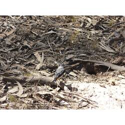 <em>Pardalotus punctatus/em>, Spotted Pardalote and nest entrance. Grampians National Park, Victoria.
