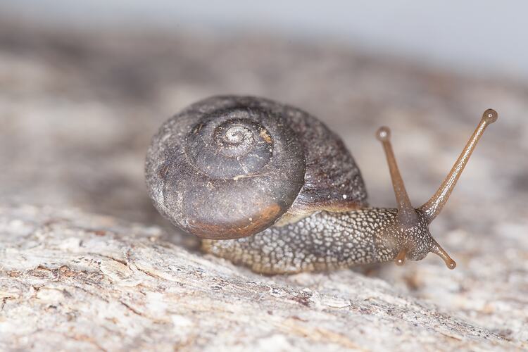 <em>Chloritobadistes</em> sp., snail. Grampians National Park, Victoria.