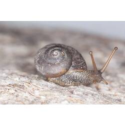 <em>Chloritobadistes</em> sp., snail. Grampians National Park, Victoria.
