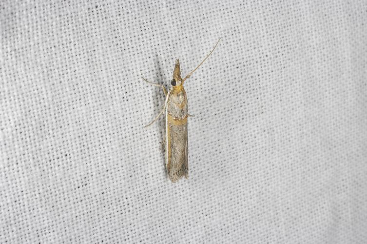 <em>Etiella behrii</em>, moth. Grampians National Park, Victoria.