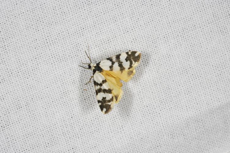 <em>Thallarcha trissomochla</em>, moth. Grampians National Park, Victoria.