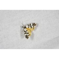 <em>Thallarcha trissomochla</em>, moth. Grampians National Park, Victoria.