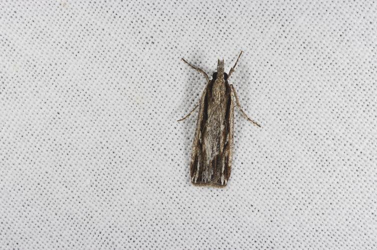 <em>Ardozyga sp.</em>, moth. Grampians National Park, Victoria.