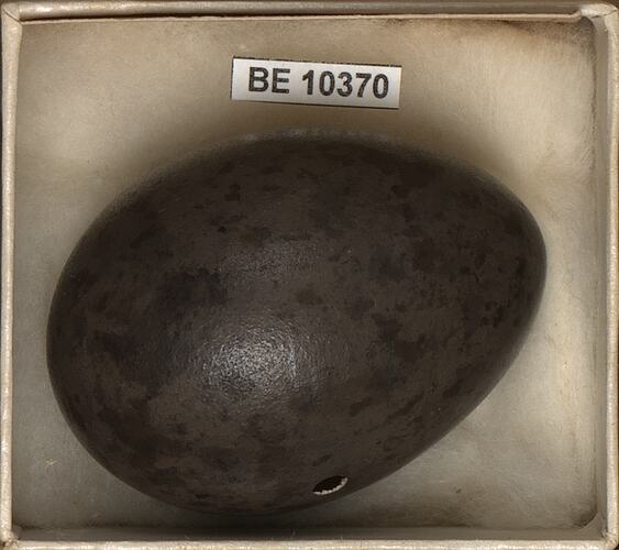 Bird egg with specimen labels in box.