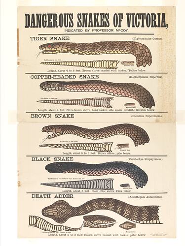 Poster showing illustrations of dangerous snakes.