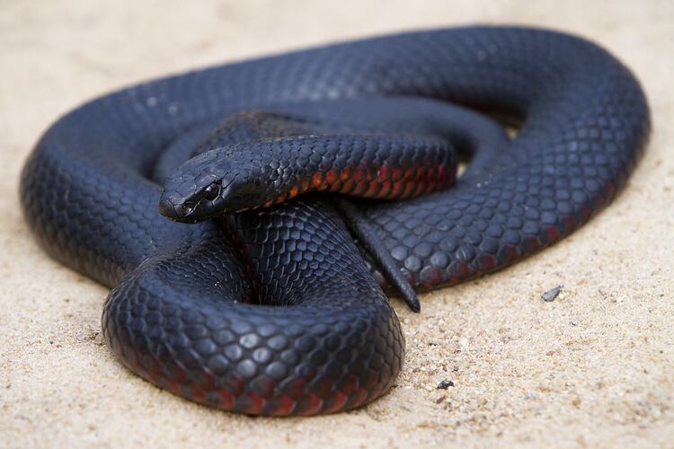 <em>Pseudechis porphyriacus</em>, Red-bellied Black Snake. Grampians National Park, Victoria.