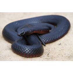 <em>Pseudechis porphyriacus</em>, Red-bellied Black Snake. Grampians National Park, Victoria.